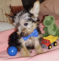 Rollie, a male Yorkshire Terrier for sale in Virginia Beach, VA – 1 of 1