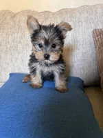 Bold and beautiful , a female Yorkshire Terrier for sale in Virginia Beach, VA – 2 of 4