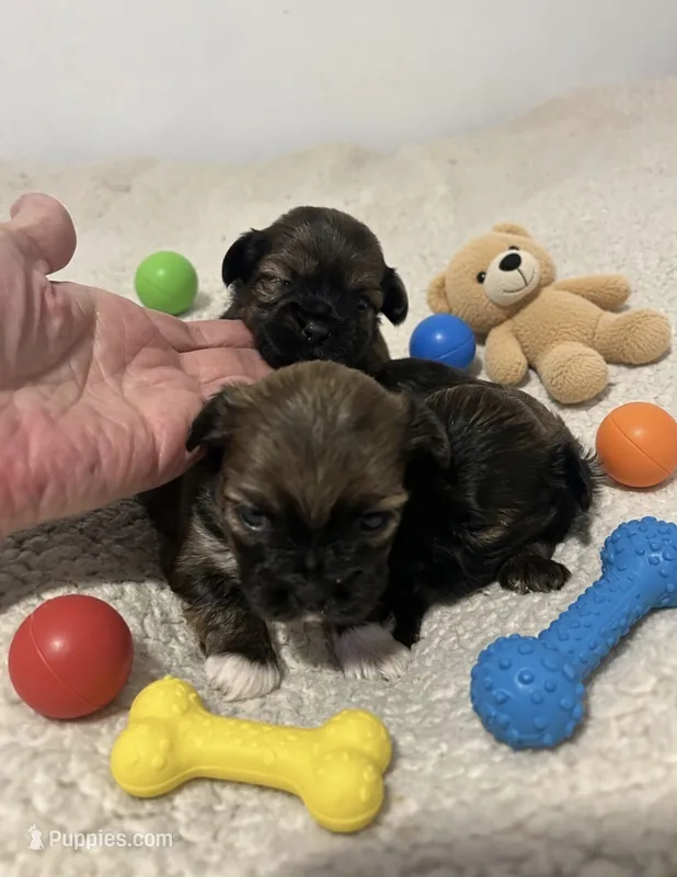 FINN – Shorkie puppy for sale in Virginia Beach, VA