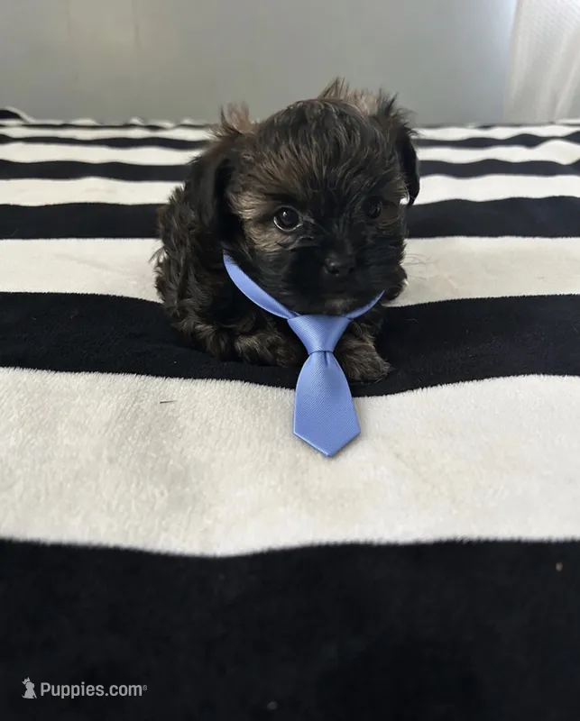 Polly – Shorkie puppy for sale in Virginia Beach, VA
