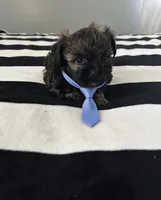 Polly, a male Shorkie for sale in Virginia Beach, VA – 1 of 1