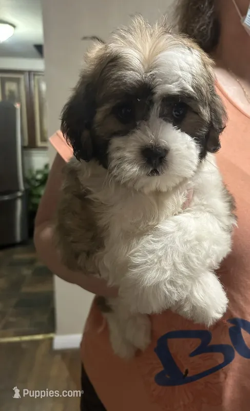 sawyer  – Shihpoo puppy for sale in Virginia Beach, VA