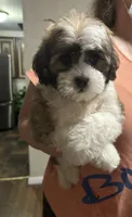sawyer , a male Shihpoo for sale in Virginia Beach, VA – 1 of 1