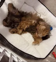 Slider , a male Shih Tzu and Mal Shi for sale in Virginia Beach, VA – 2 of 5