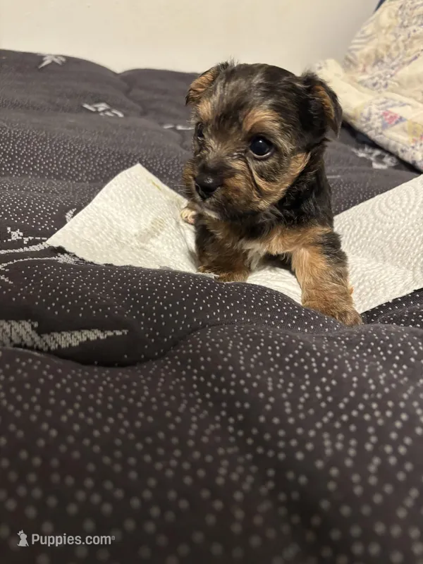 Wylie  – Yorkipoo, Poodle - Toy  puppy for sale in Virginia Beach, VA