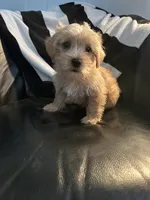 Kaiden, a male Shih Tzu and Yorkshire Terrier for sale in Virginia Beach, VA – Photo 3 of 3