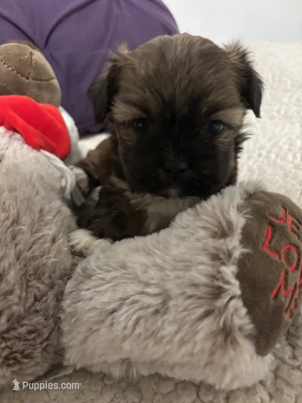 Cardinal  – Shorkie puppy for sale in Virginia Beach, VA
