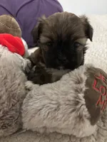 Cardinal , a female Shorkie for sale in Virginia Beach, VA – 1 of 1
