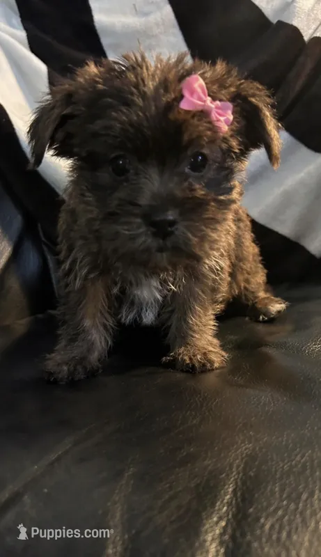 Callie girl – Shih Tzu, Yorkshire Terrier puppy for sale in Virginia Beach, VA