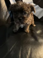 Callie girl, a female Shih Tzu and Yorkshire Terrier for sale in Virginia Beach, VA – Photo 3 of 4