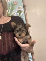 Bold and beautiful , a female Yorkshire Terrier for sale in Virginia Beach, VA – 1 of 4