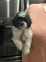 cassie, a female Shihpoo for sale in Virginia Beach, VA – 1 of 1