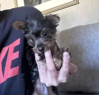 Cola, a male Yorkshire Terrier for sale in Virginia Beach, VA – 2 of 2