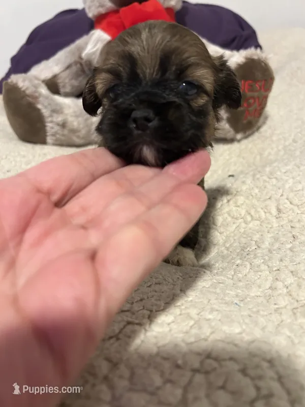 Cardinal  – Shorkie puppy for sale in Virginia Beach, VA