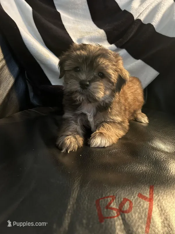 Patriot – Shorkie puppy for sale in Virginia Beach, VA