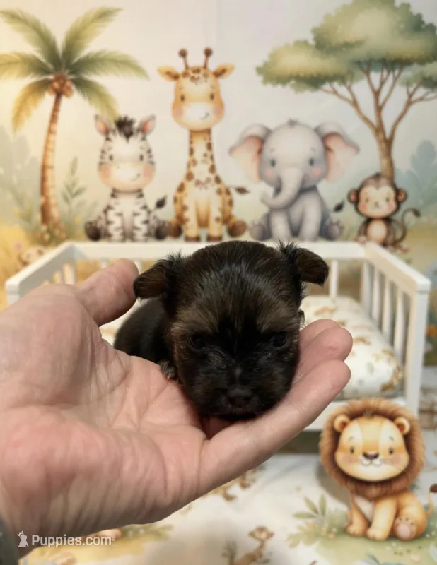 TiKi, a female Yorkshire Terrier and Poodle - Toy  for sale in Virginia Beach, VA – Photo 1 of 2