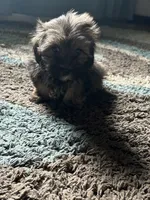 Toyota , a male Shih Tzu and Morkie for sale in Virginia Beach, VA – 4 of 6