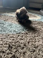 Toyota , a male Shih Tzu and Morkie for sale in Virginia Beach, VA – 5 of 6