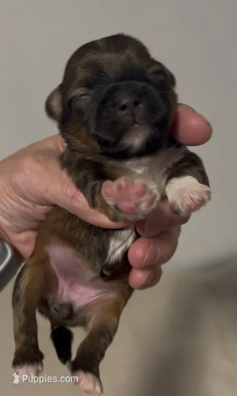 Paris – Shorkie puppy for sale in Virginia Beach, VA
