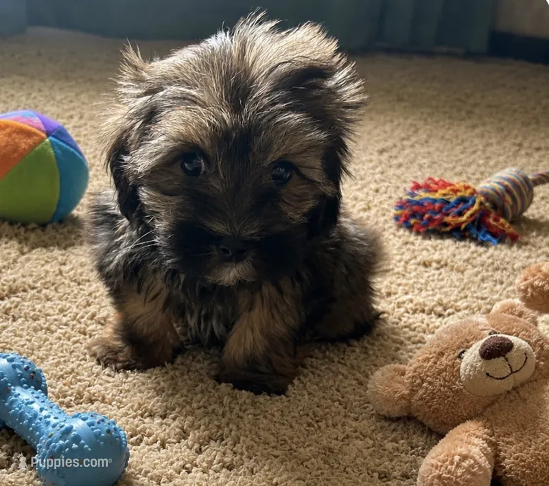 Toyota  – Shih Tzu, Morkie puppy for sale in Virginia Beach, VA