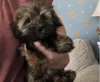 Toyota , a male Shih Tzu and Morkie for sale in Virginia Beach, VA – 2 of 6