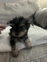 princess leia  small !!, a female Morkie for sale in Virginia Beach, VA – 2 of 2