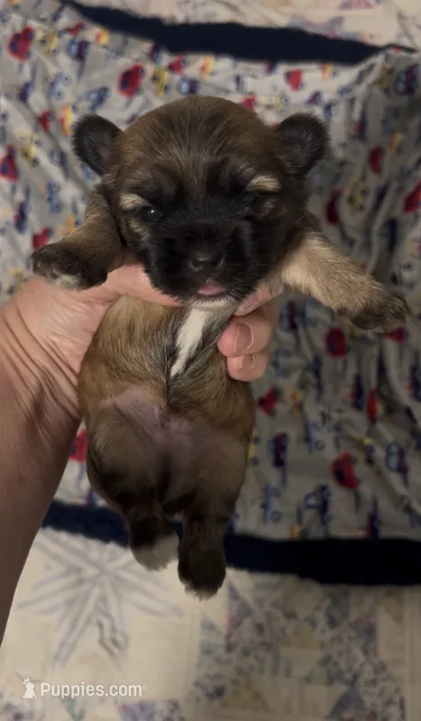 Slider  – Shih Tzu, Mal Shi puppy on hold in Virginia Beach, VA