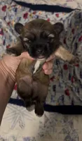 Slider , a male Shih Tzu and Mal Shi for sale in Virginia Beach, VA – 1 of 5