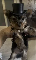  T CUP -“Trader Joe”, a male Yorkshire Terrier for sale in Virginia Beach, VA – 2 of 4
