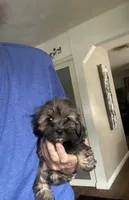 Toyota , a male Shih Tzu and Morkie for sale in Virginia Beach, VA – 3 of 6