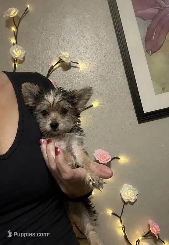 ANGEL HAIR small !! – Morkie puppy for sale in Virginia Beach, VA