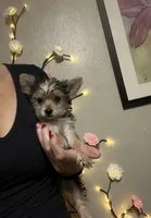 ANGEL HAIR small !!, a female Morkie for sale in Virginia Beach, VA – 1 of 2