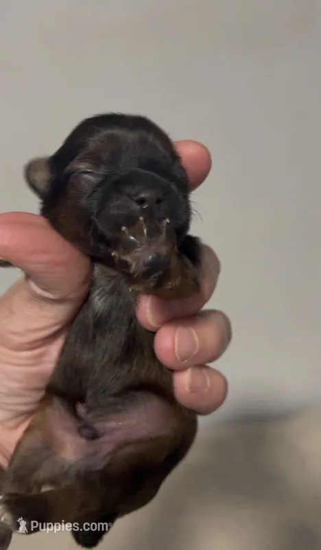 Cardinal  – Shorkie puppy for sale in Virginia Beach, VA