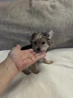 ANGEL HAIR small !!, a female Morkie for sale in Virginia Beach, VA – 2 of 2