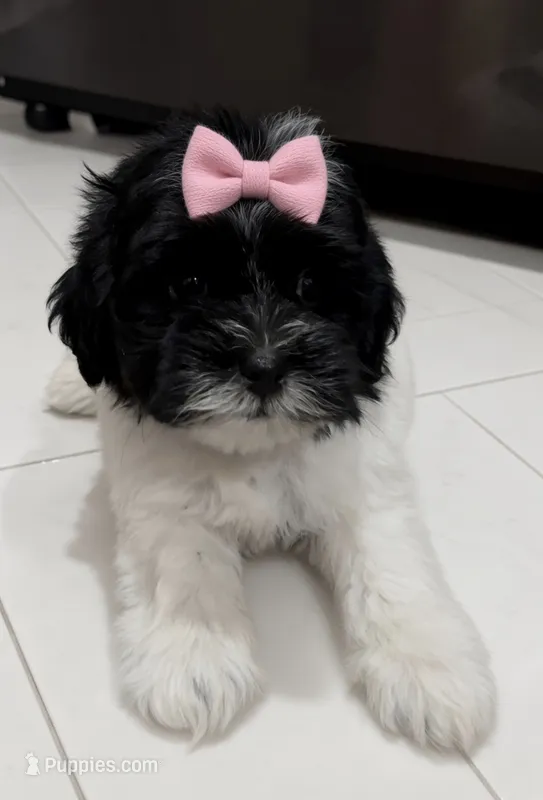 Pecan  – Shihpoo puppy for sale in Virginia Beach, VA
