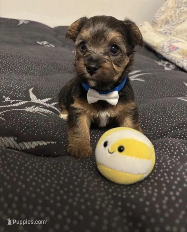 Hank  – Yorkipoo puppy for sale in Virginia Beach, VA