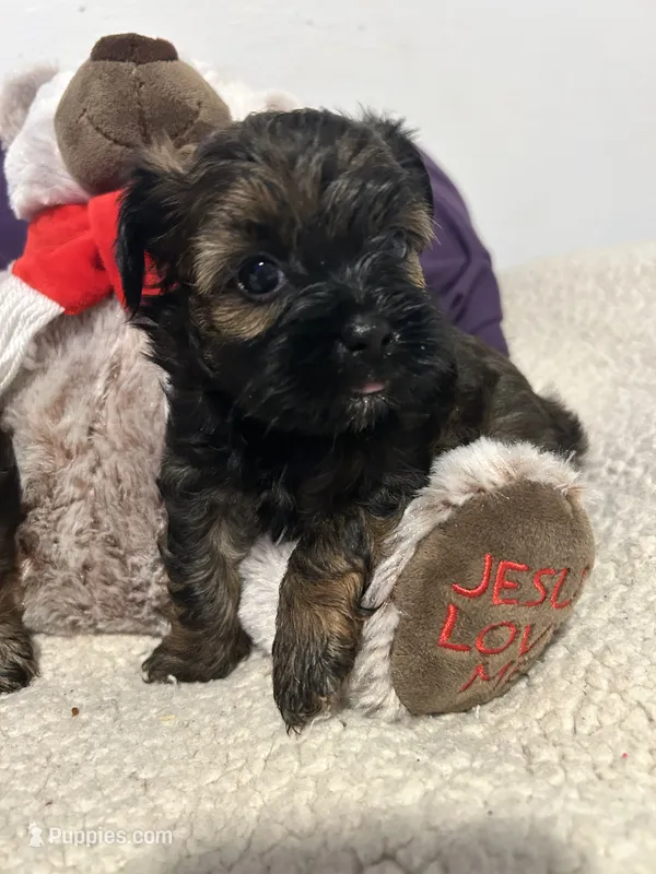 Polly – Shorkie puppy for sale in Virginia Beach, VA