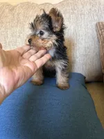 Bold and beautiful , a female Yorkshire Terrier for sale in Virginia Beach, VA – 3 of 4