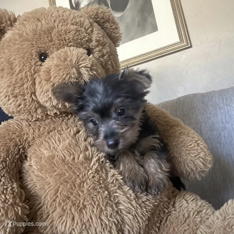 Cola – Yorkshire Terrier puppy for sale in Virginia Beach, VA
