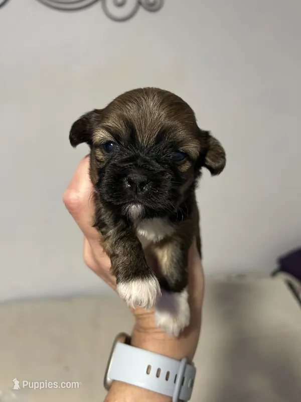 Cardinal  – Shorkie puppy for sale in Virginia Beach, VA