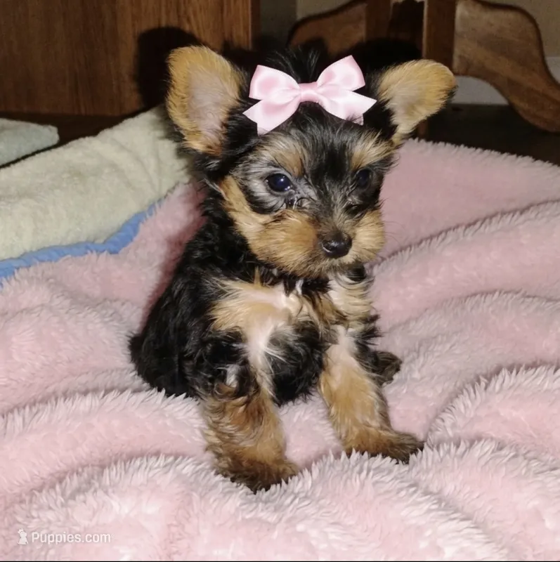 sayge – Yorkshire Terrier puppy for sale in Virginia Beach, VA