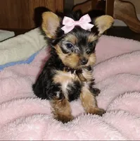 sayge, a female Yorkshire Terrier for sale in Virginia Beach, VA – 1 of 1
