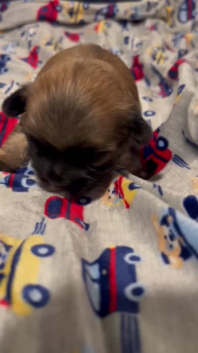 Slider , a male Shih Tzu and Mal Shi for sale in Virginia Beach, VA – 3 of 5