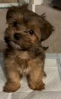 Slider , a male Shih Tzu and Mal Shi for sale in Virginia Beach, VA – 4 of 5