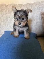 Bold and beautiful , a female Yorkshire Terrier for sale in Virginia Beach, VA – 4 of 4