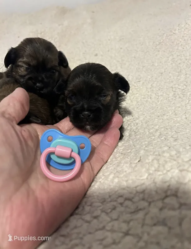 Polly – Shorkie puppy for sale in Virginia Beach, VA