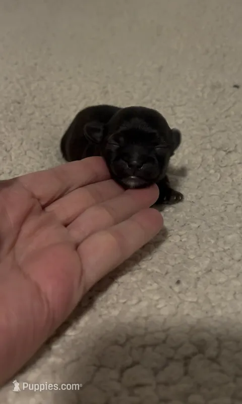 FINN – Shorkie puppy for sale in Virginia Beach, VA