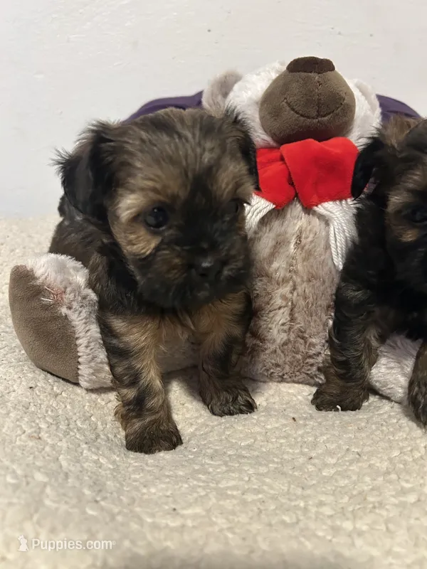 FINN – Shorkie puppy for sale in Virginia Beach, VA