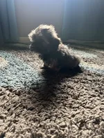 Toyota , a male Shih Tzu and Morkie for sale in Virginia Beach, VA – 6 of 6