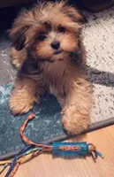 Slider , a male Shih Tzu and Mal Shi for sale in Virginia Beach, VA – 5 of 5